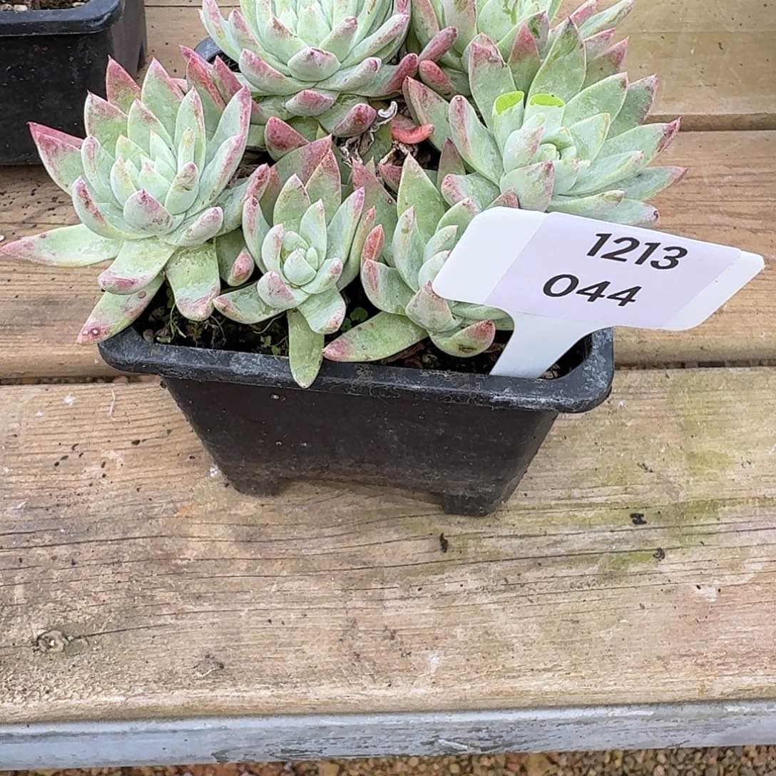 小***子多肉植物一物一拍1213044