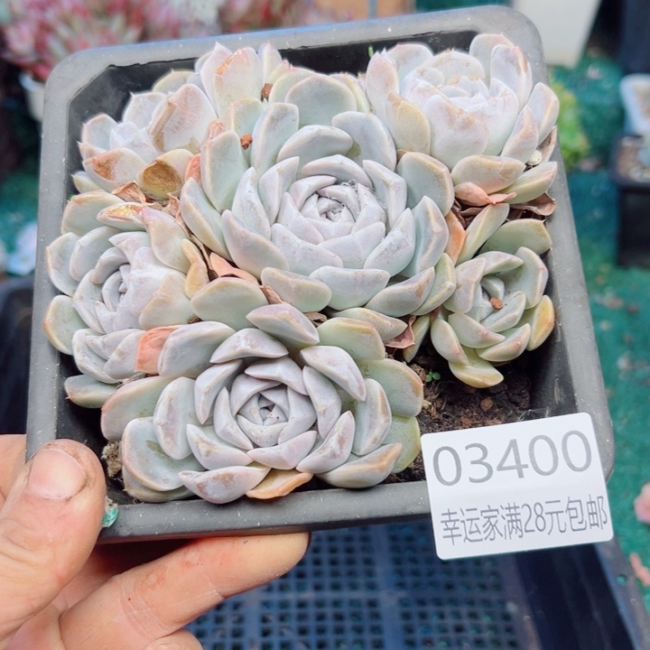 幸运的是我还在等你