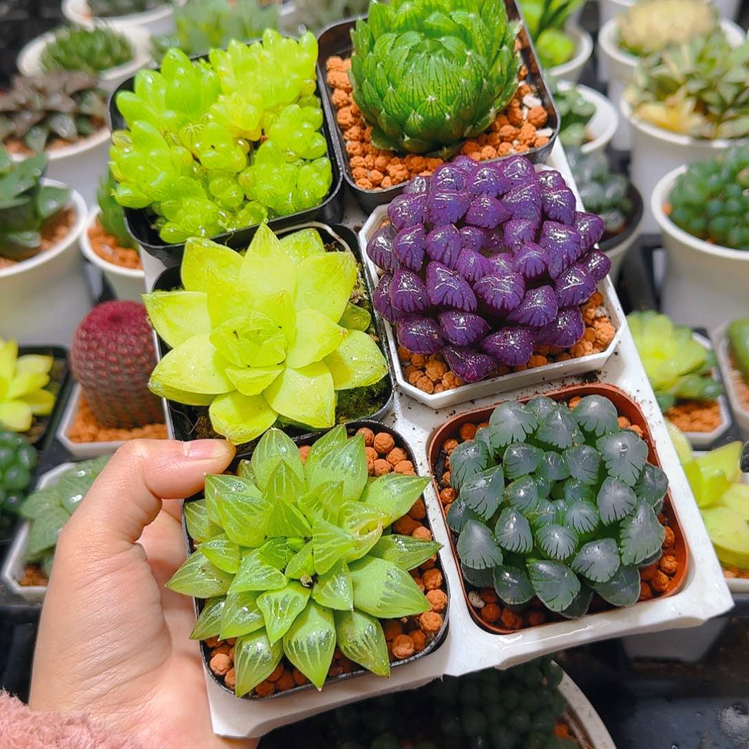 玉露群，蝉翼，黄金，紫宝石，玉露寿，冰灯