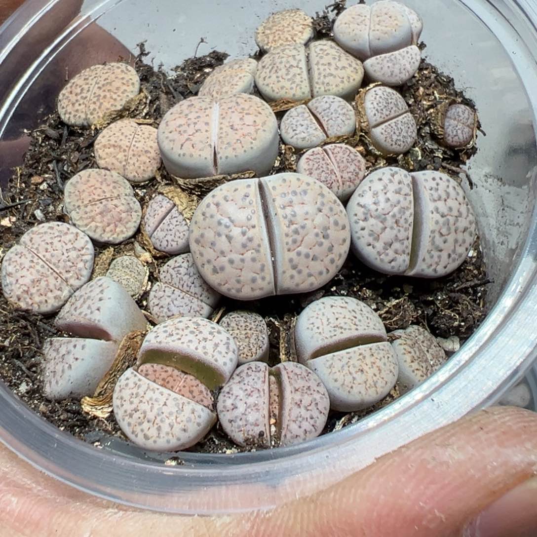 【闪购商品】 450。     