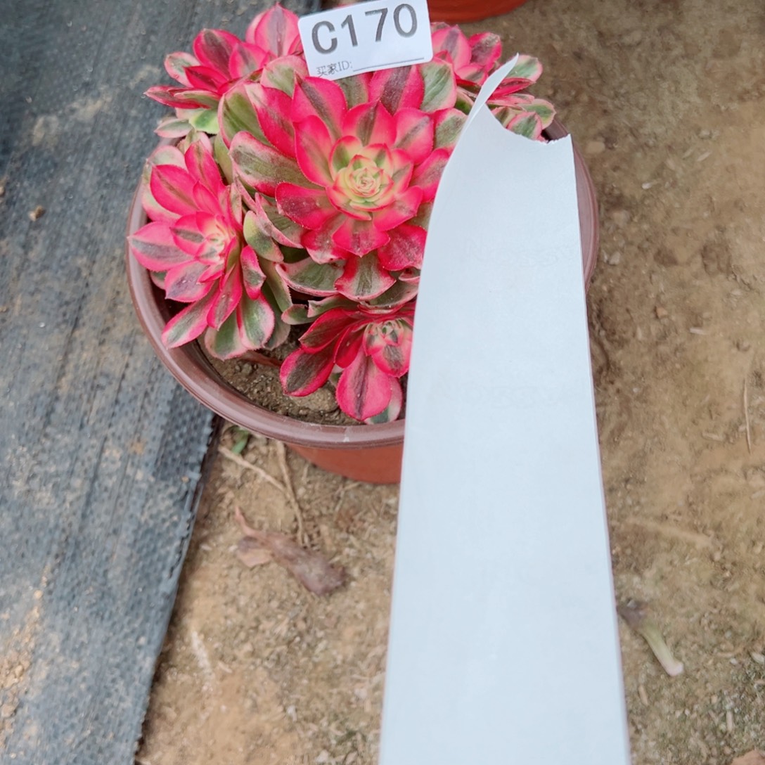 170荔枝多肉植物法师