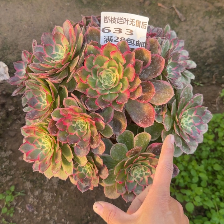 633二号棚多肉植物A