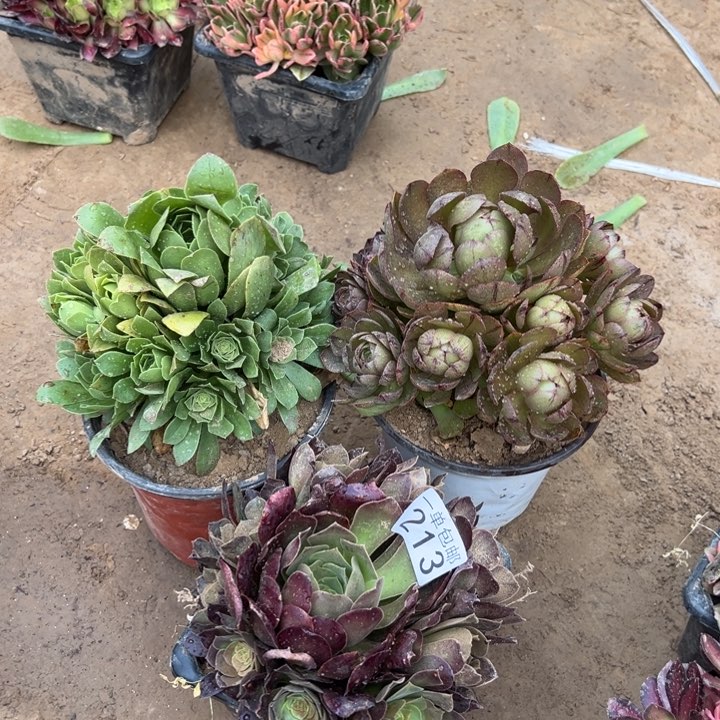 213万拉丝➕绿玫瑰➕柠檬玫瑰