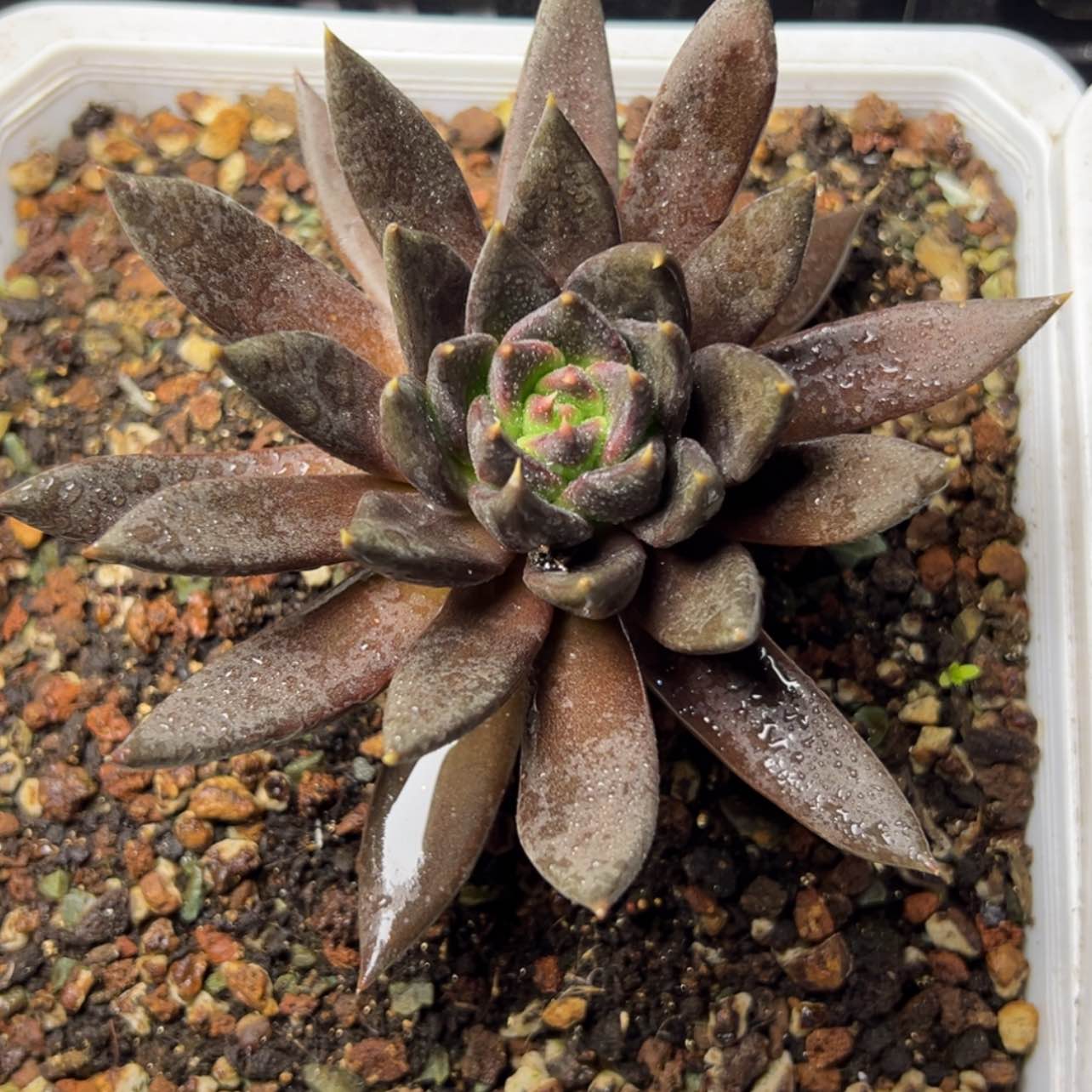 【闪购商品】黑骑士多肉39.8