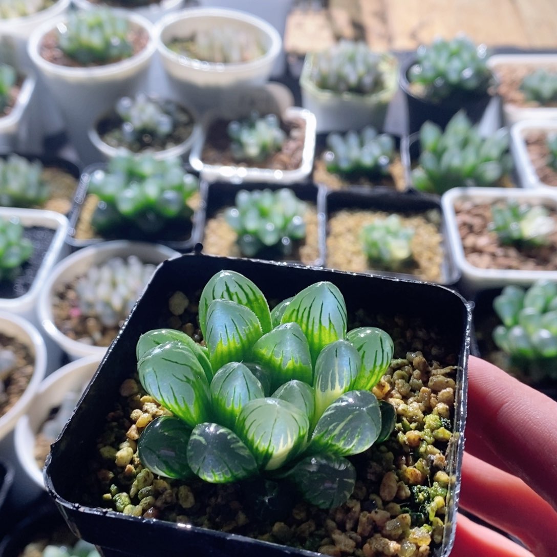 实生玉露锦多肉植物