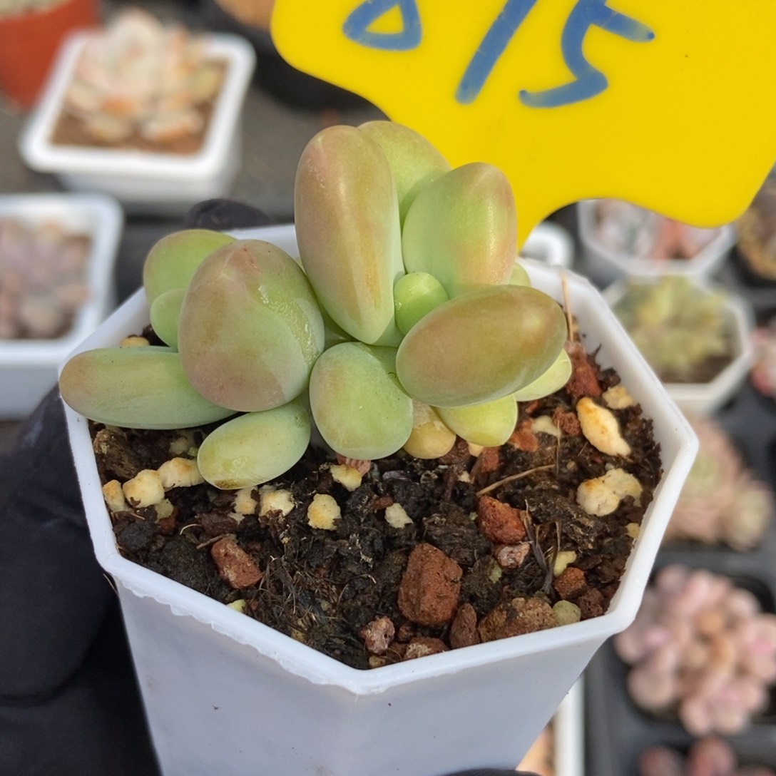 875芒果奶多肉植物保护