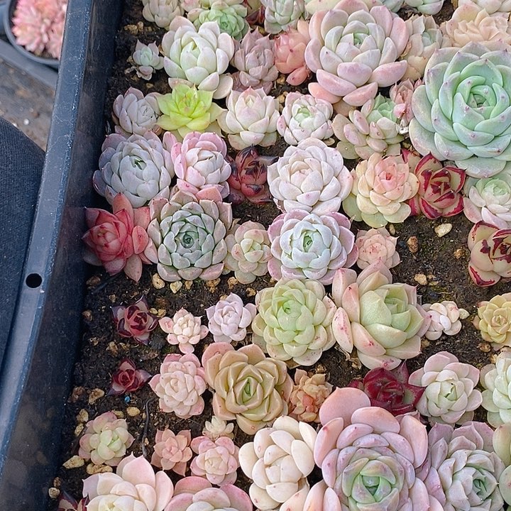 245 多肉植物盆栽花卉植物