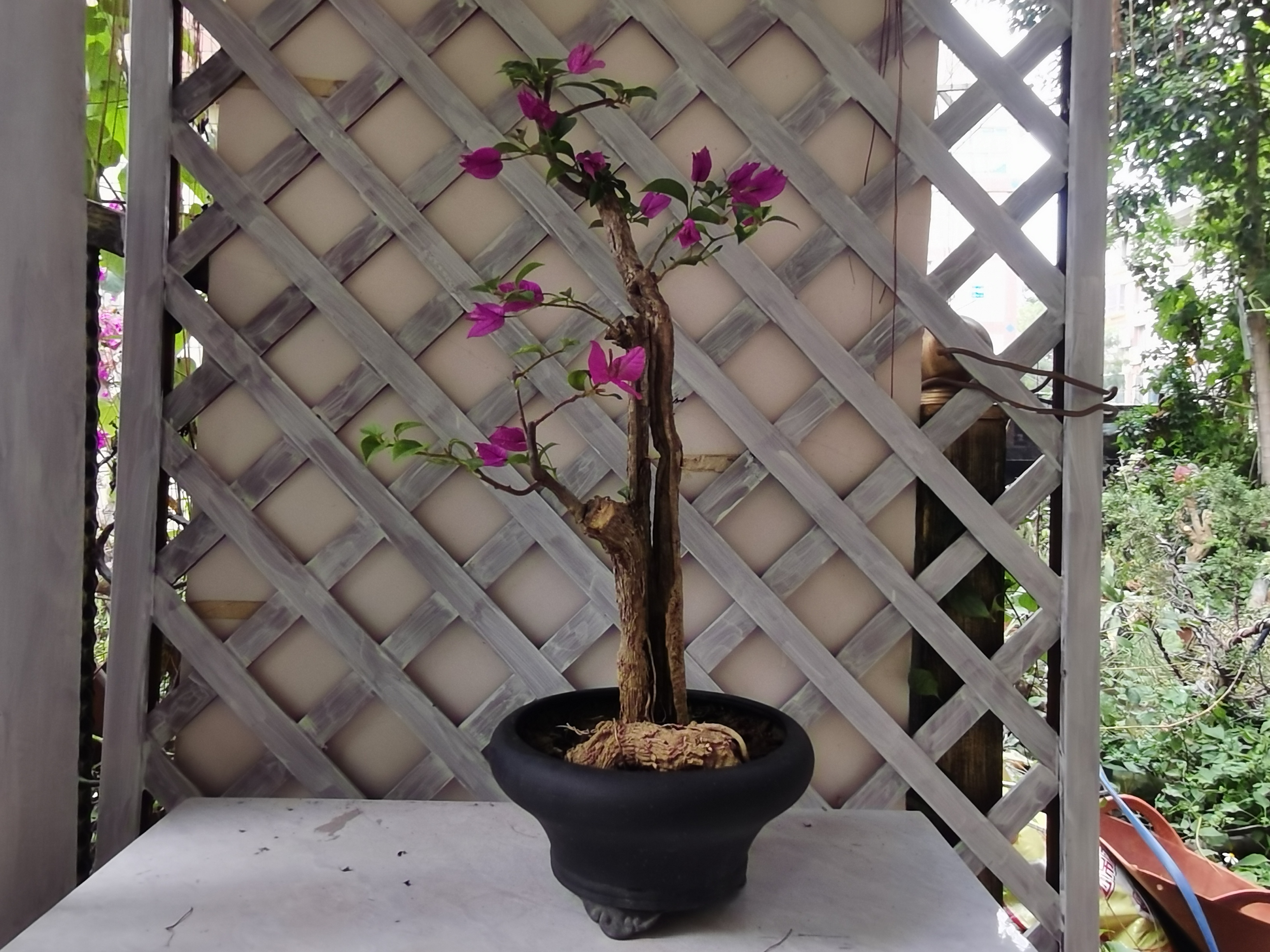 三角梅老桩花卉四季开花耐寒好养适合庭院阳台种植