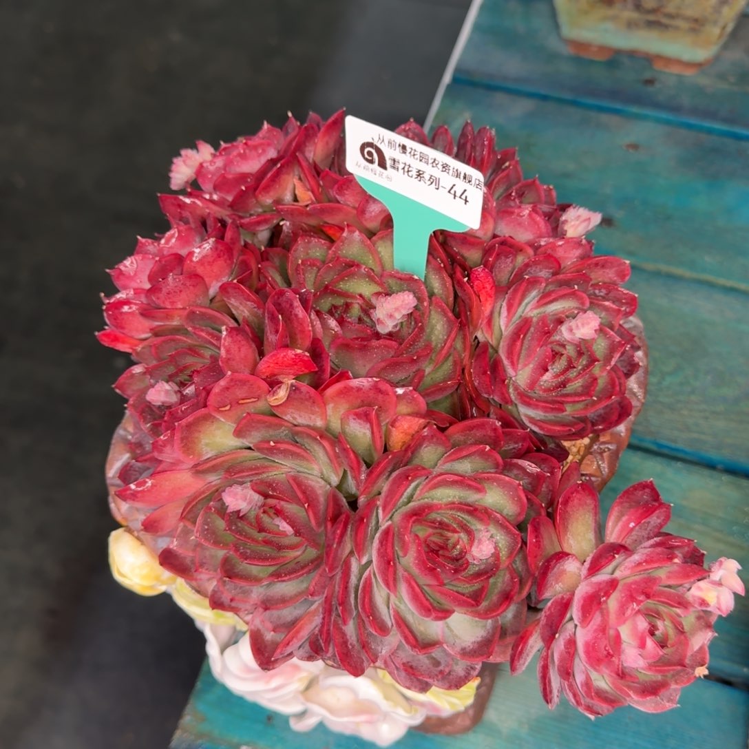 从前慢雪花多肉44带盆