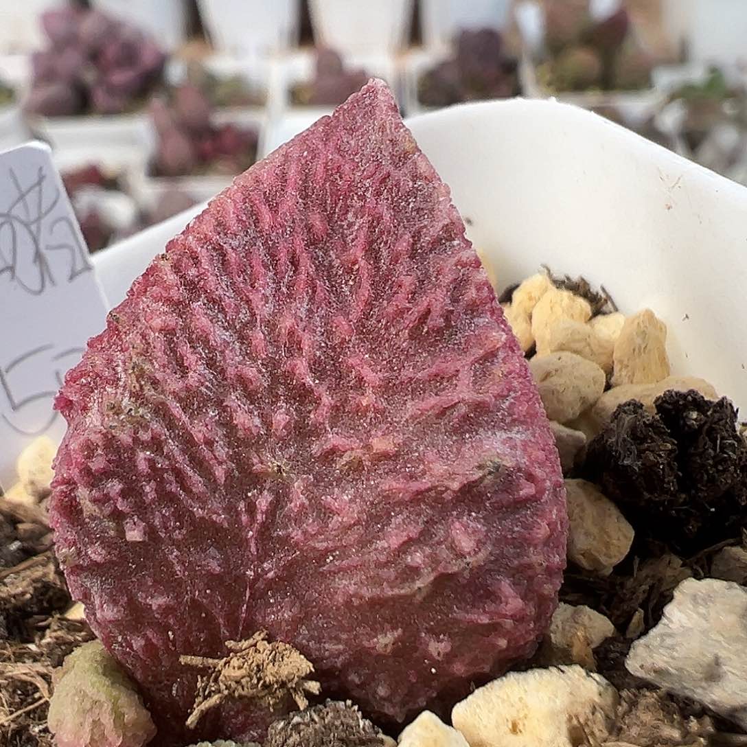 巨猪宝多肉水泡植物