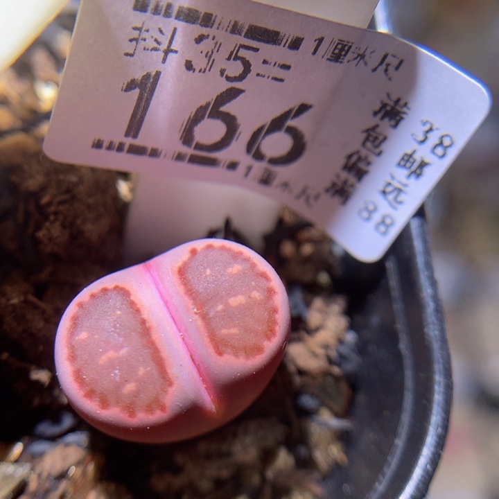 精品生石花35.166紫菊饼