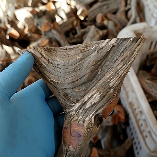 用***8香榧木崖柏随行毛料毛料毛料