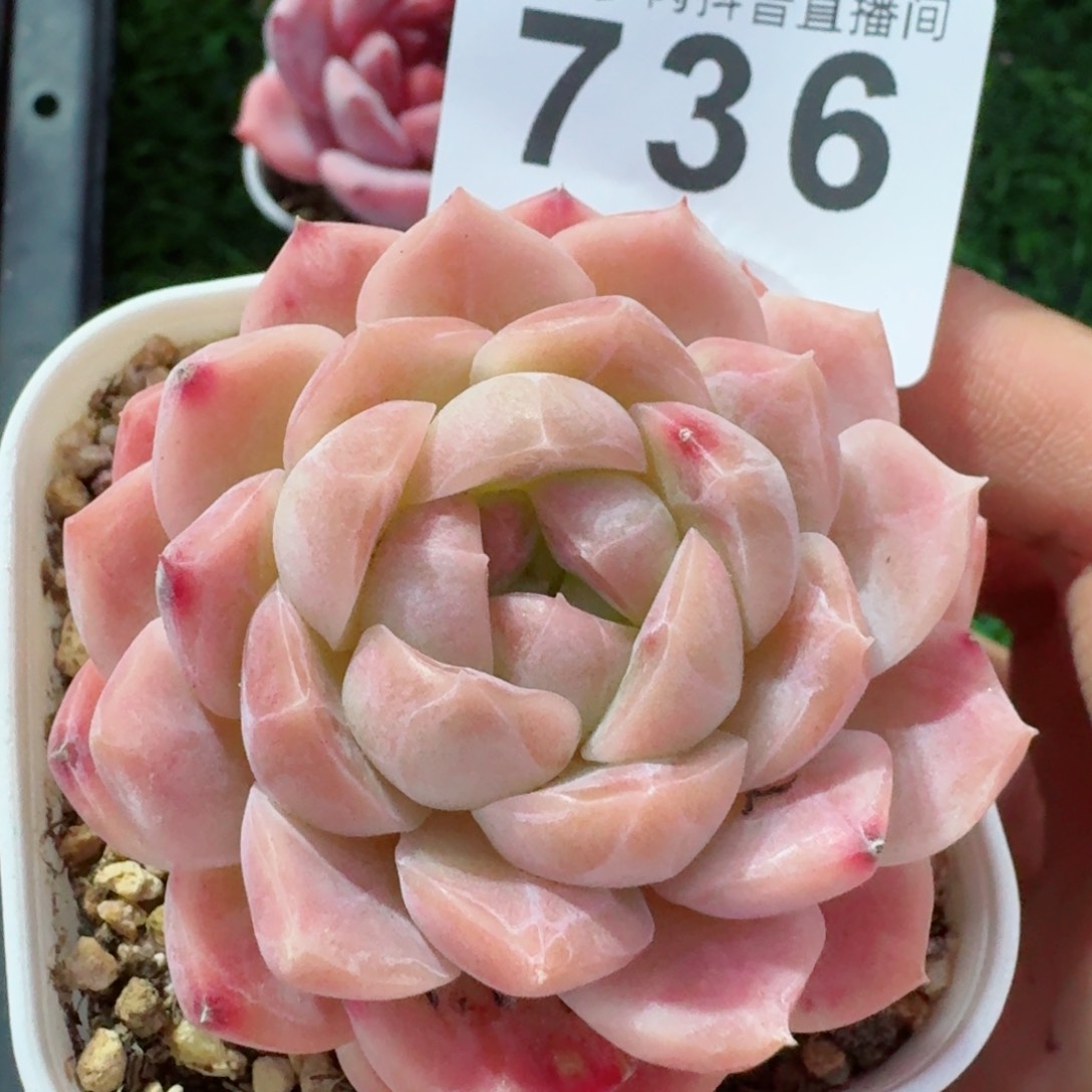 白桃         精品多肉