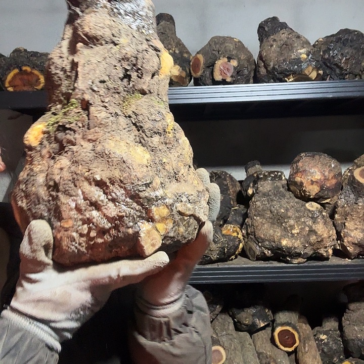 用***7香榧木火琉璃的故事是什么呢我的