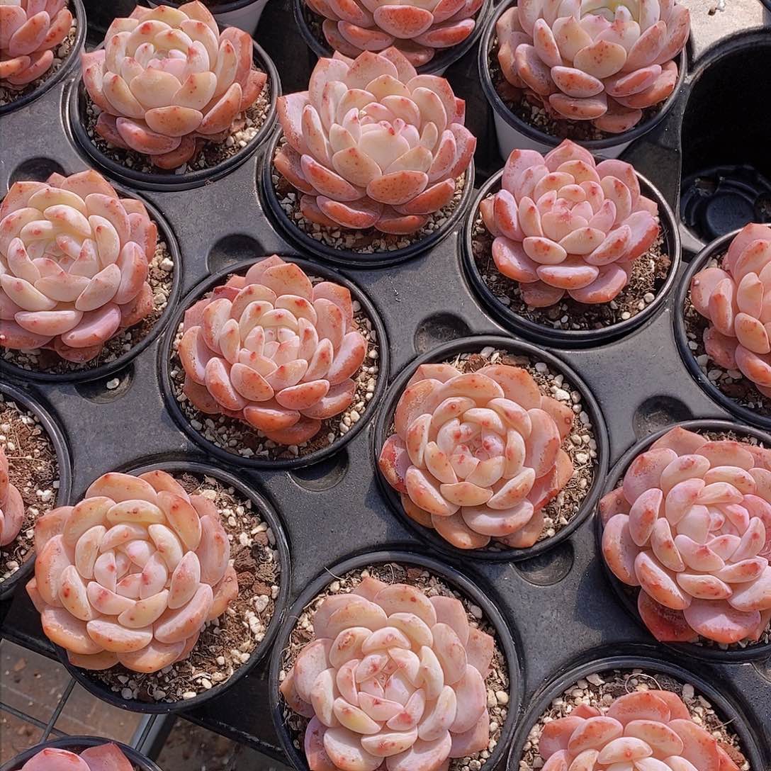 0226-草莓橙单头福利2颗 瑕疵慎拍