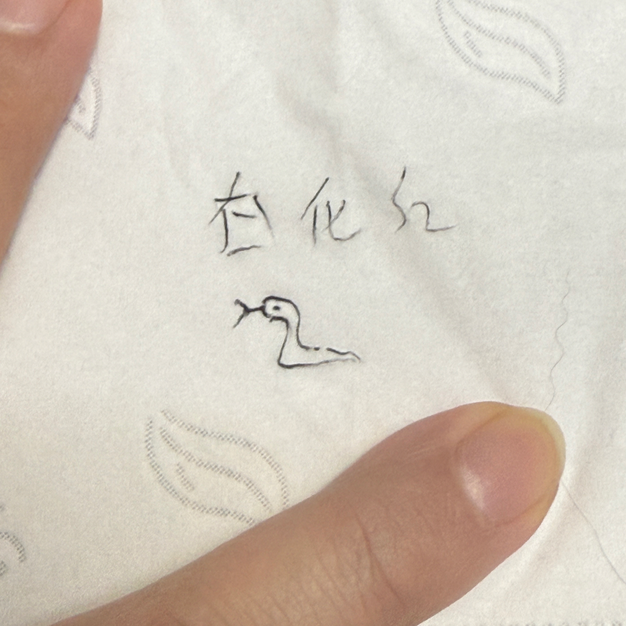 白化圈 稳冻皮实好养