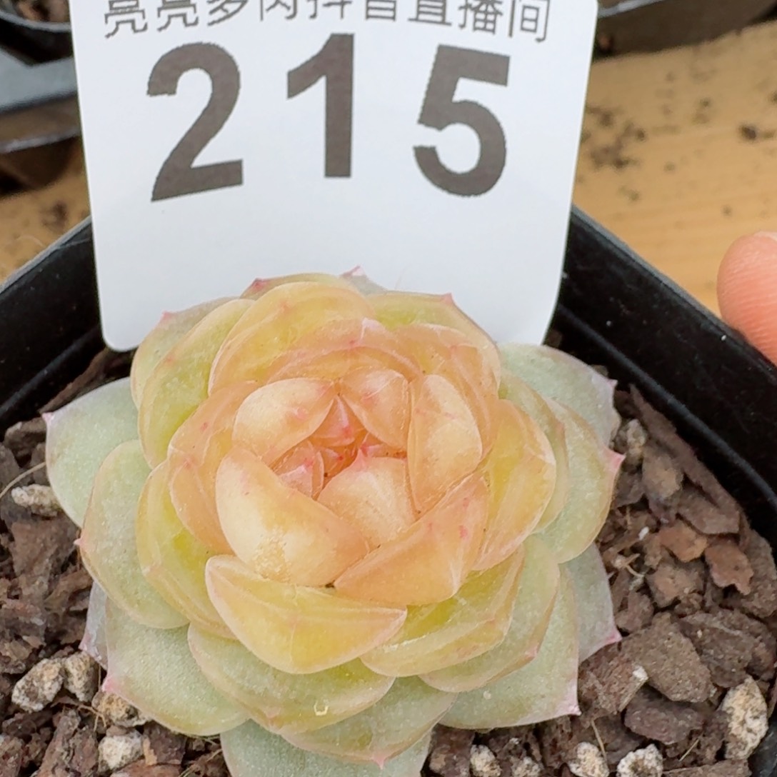 黄桃         精品多肉