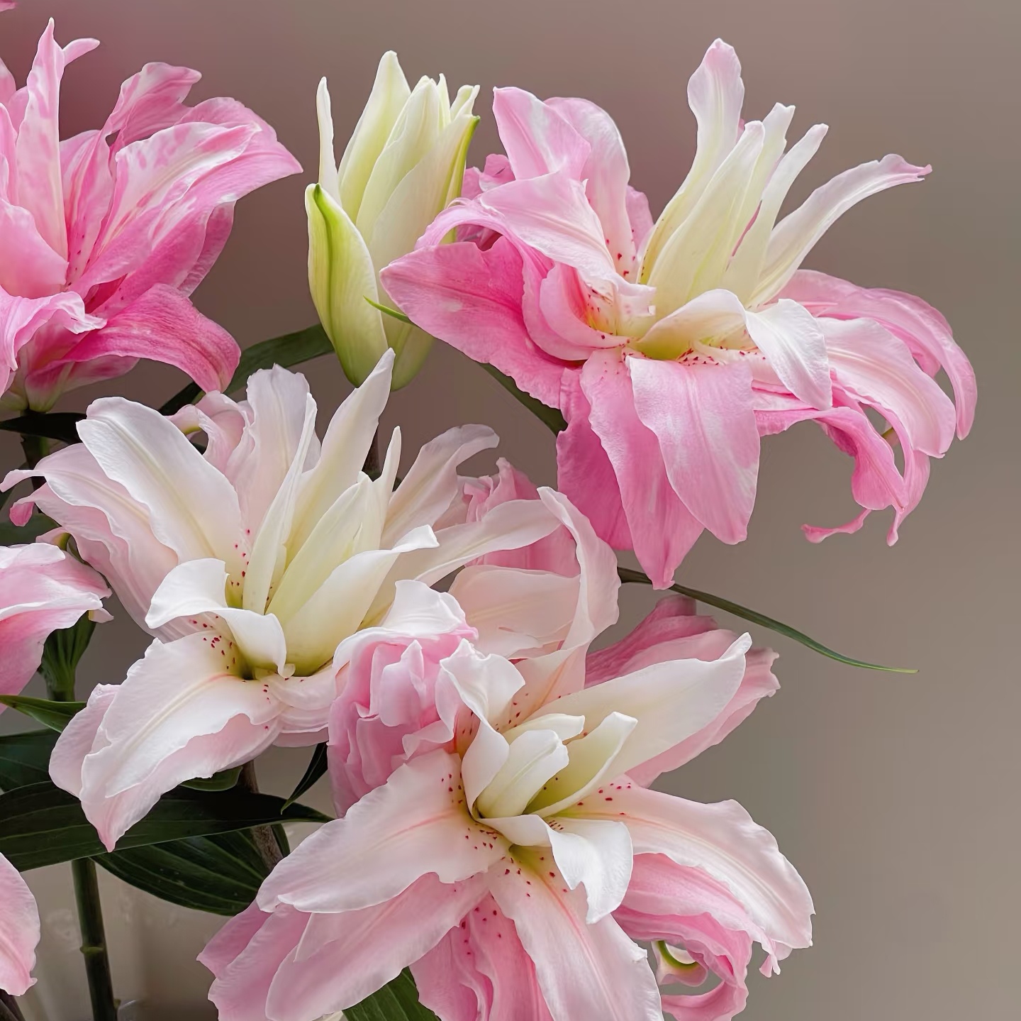 （戴安娜）东北基地直发百合水养鲜花家用插花