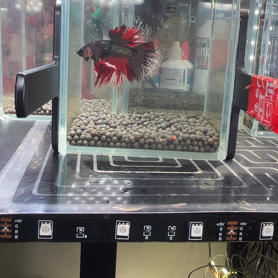 斗鱼地狱火hmpk003号