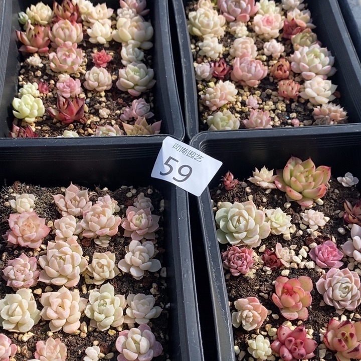 59 多肉植物盆栽花卉
