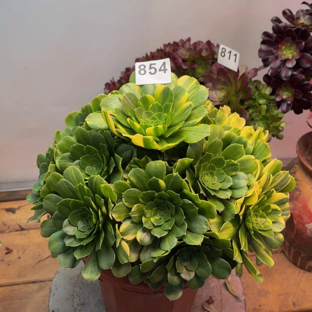 多肉法师五彩琉璃854