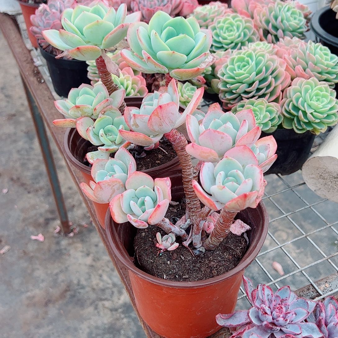 白月光多头群生老桩特价