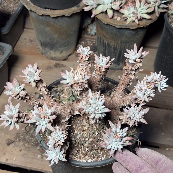 1593哈哈哈哈哈哈哈哈