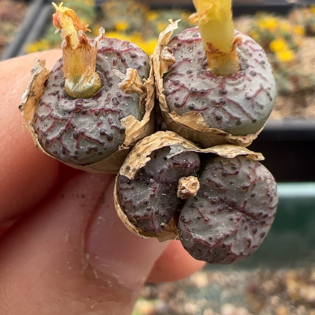 204 好看的多肉冲冲冲