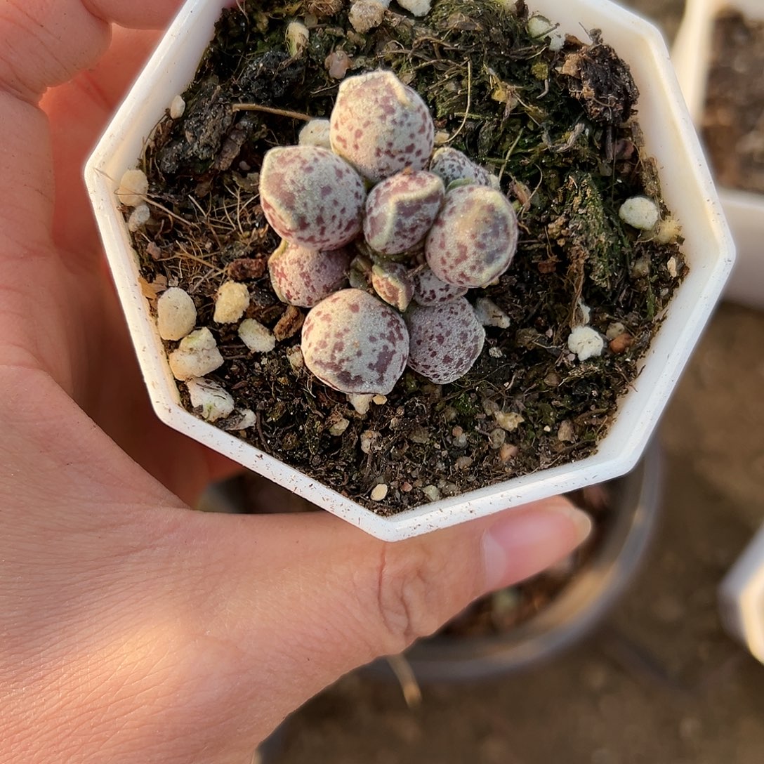 杜呃呃呃呃呃呃呃呃呃呃