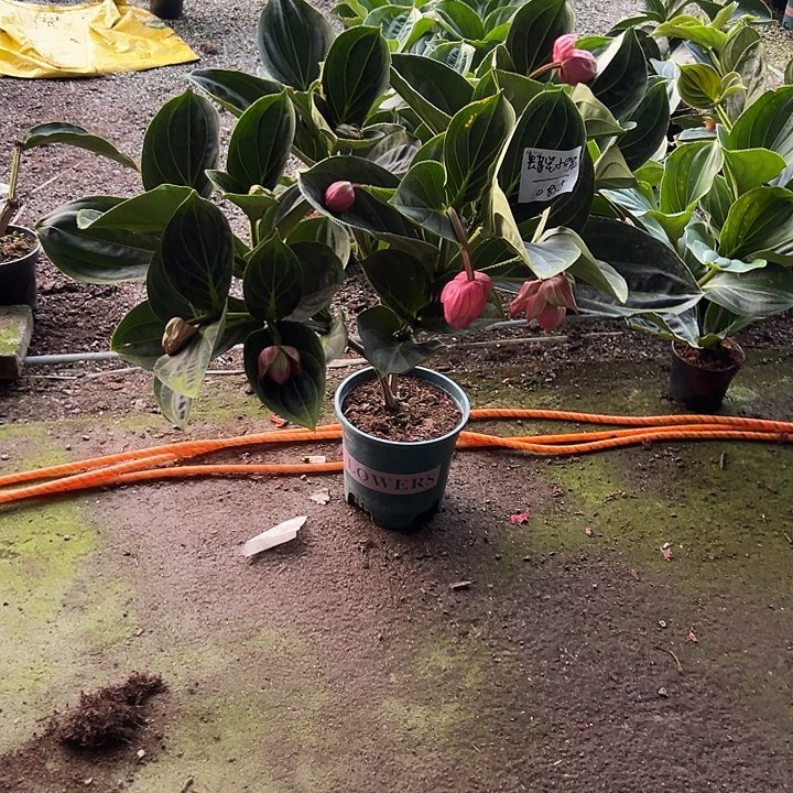 蜡***️少量花朵（建议范围：2朵-5朵 或40%以下）