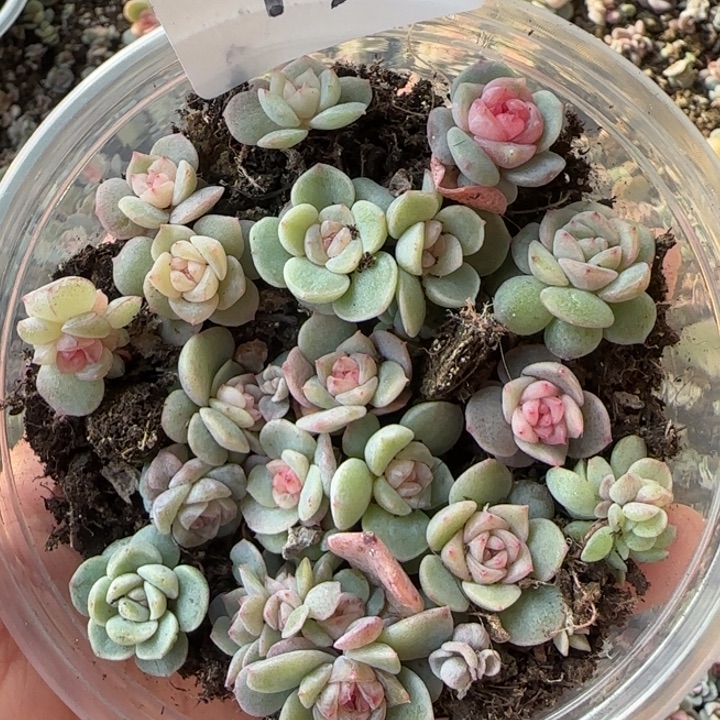 13号绝绝子多肉一盒