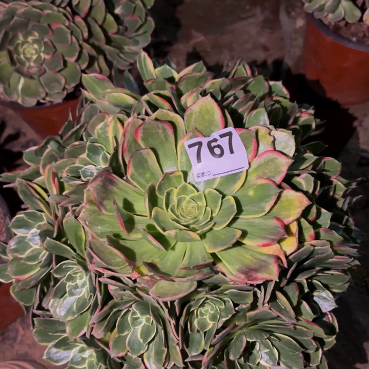 767多肉植物不售后