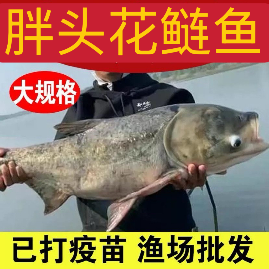 精选花鲢鱼宠物精心培育品质上乘淡水养殖水族活体观赏活力满满