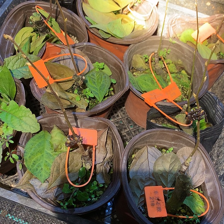 无花朵218嫁接苗19.9