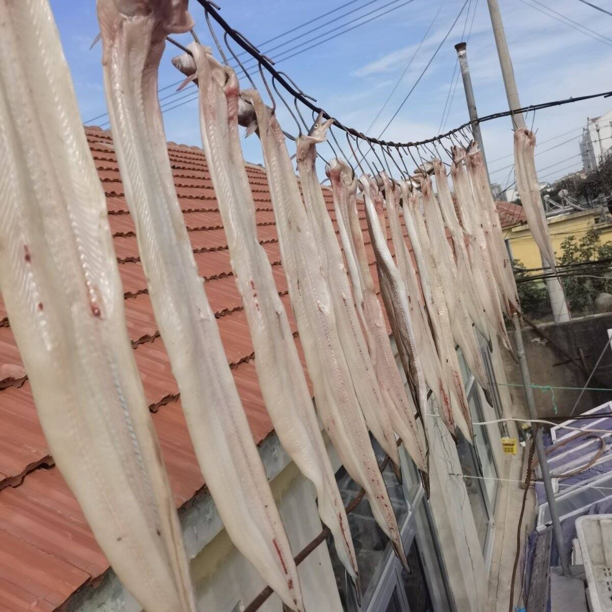 七星鳗鱼干新鲜大连当地油鳗干沙鳗鱼海鳝鱼干渔民自晒鳗麟鱼干货