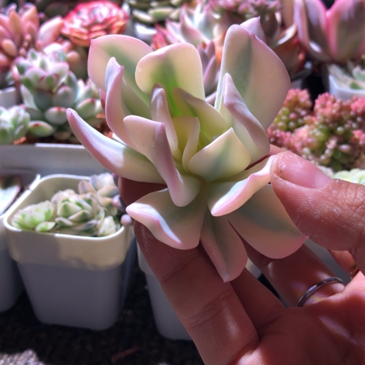 雪特覆轮锦砍头无根