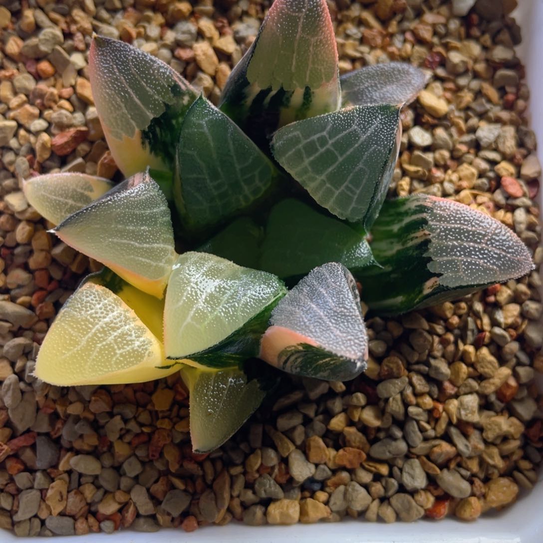 22.十二卷多肉实生大型克锦。