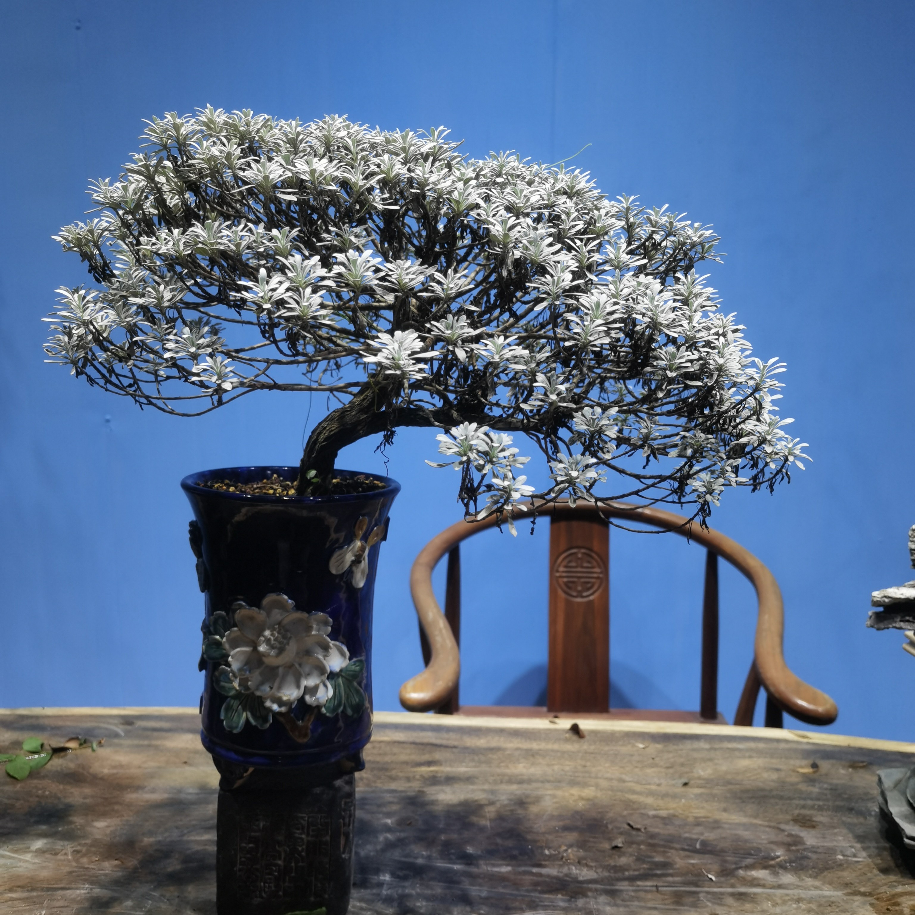 精致海岛芙蓉菊盆景