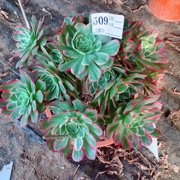 多肉植物万花筒509