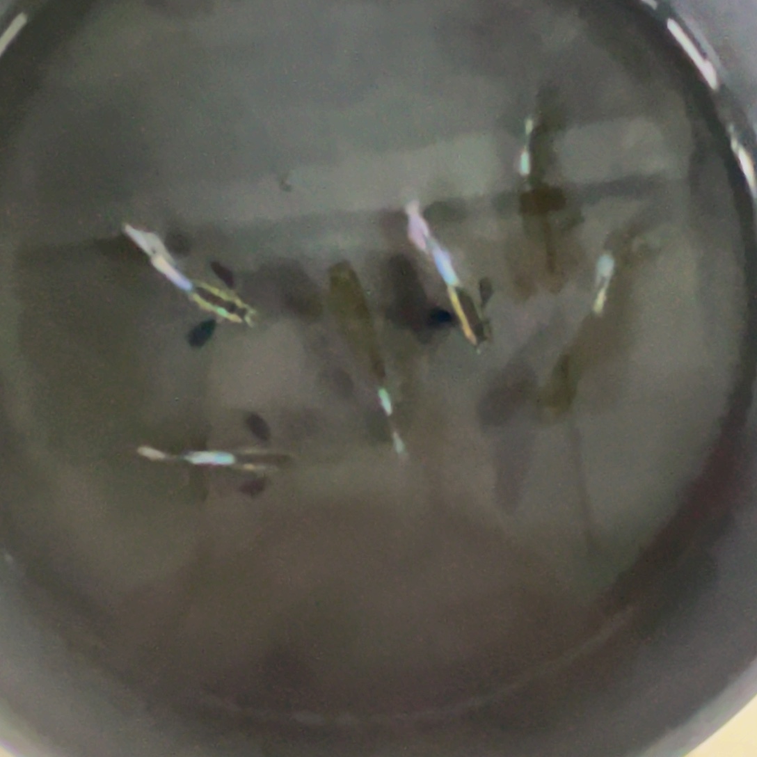 孔雀鱼绿麒麟象耳