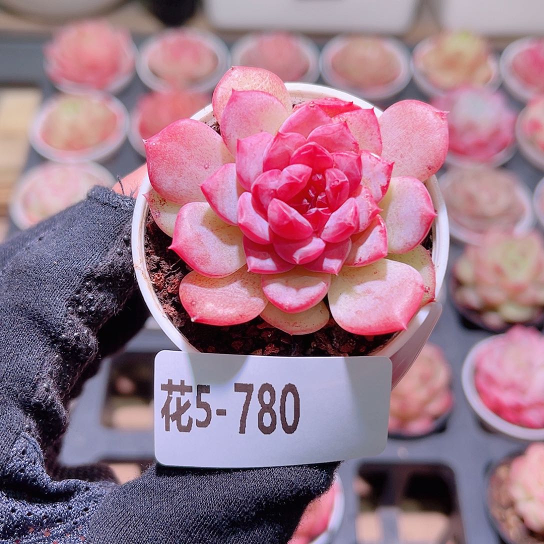 花利美5-780新品