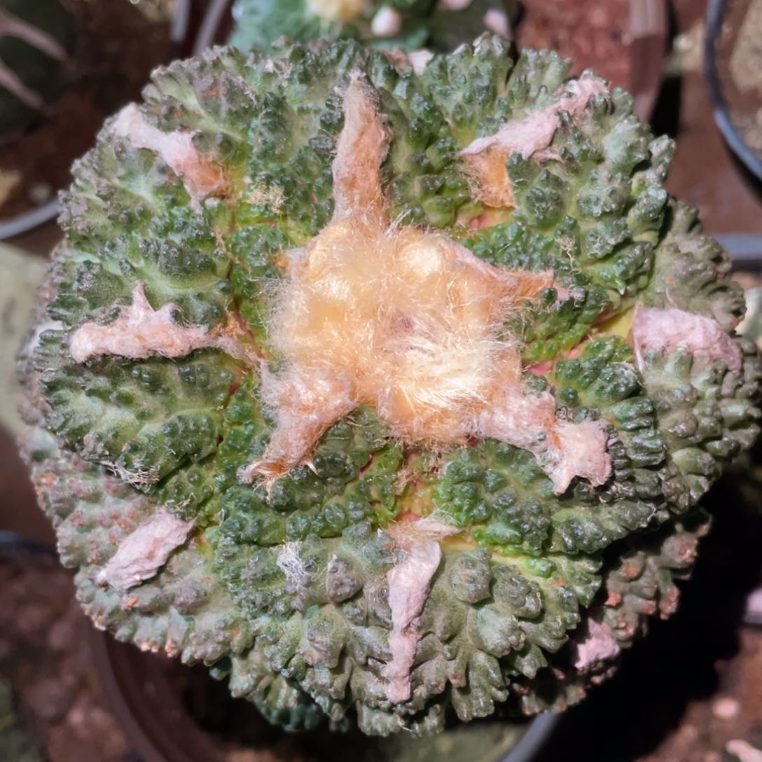 精选大型宽犹金毛菜花牡丹 仙人球