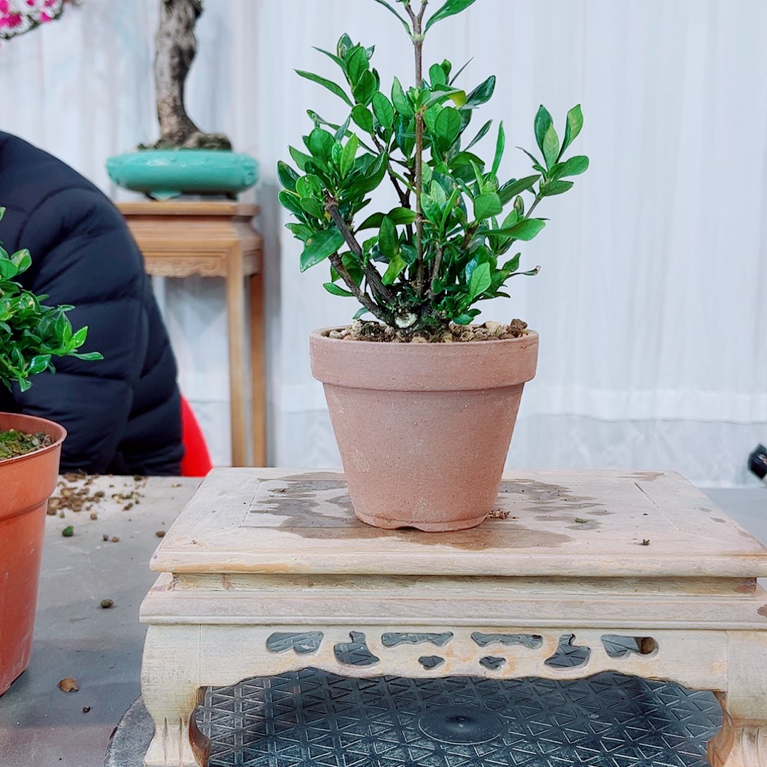 木***森一寸法师栀子花花