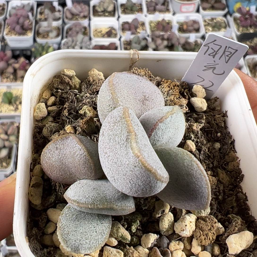 白月光多肉植物水泡