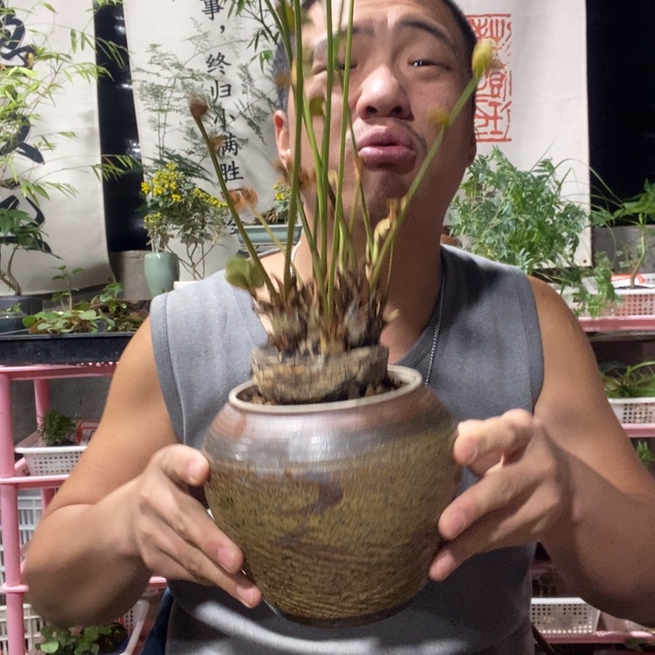 辉***姐以实际为准盆景绿植盆栽23