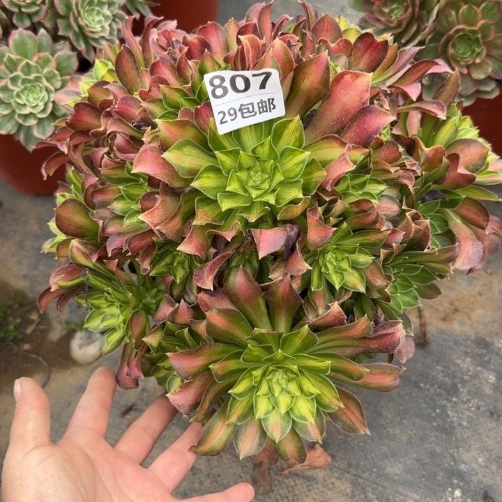 韶华……多肉植物……