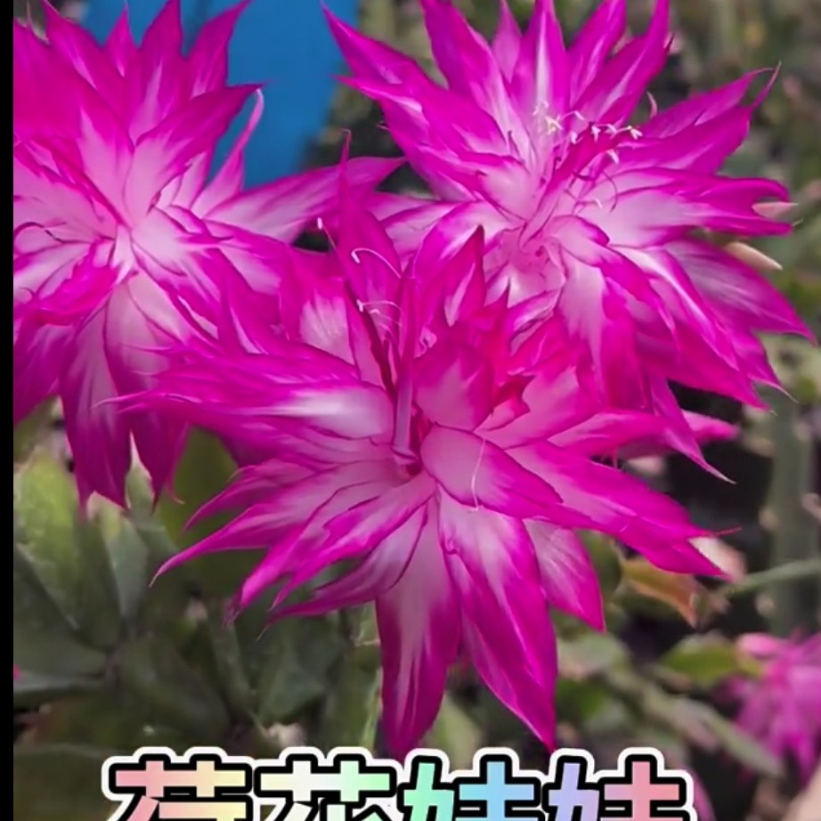 荷花妹妹重瓣蟹爪兰大冠幅