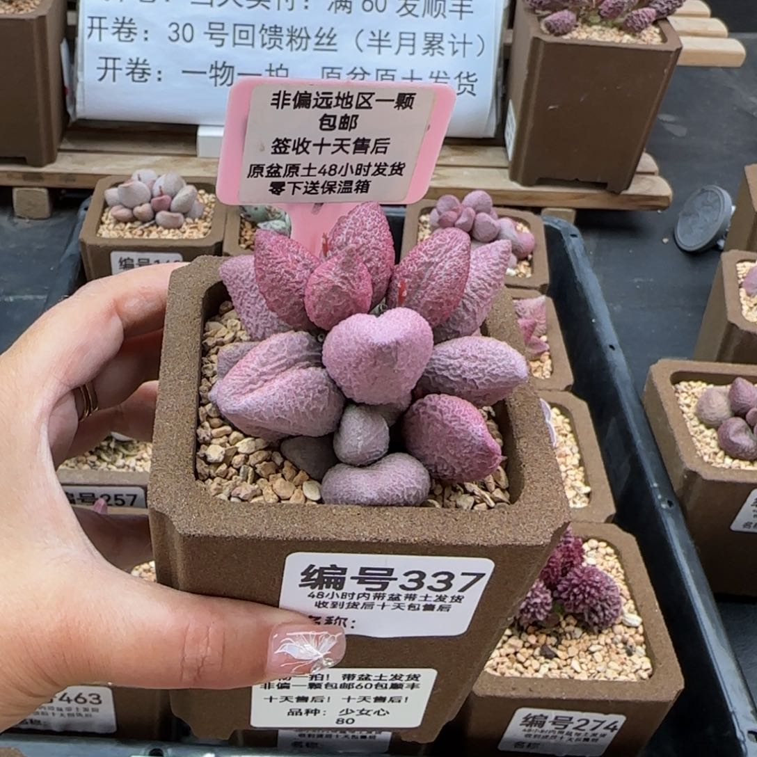 337少女心多肉植物