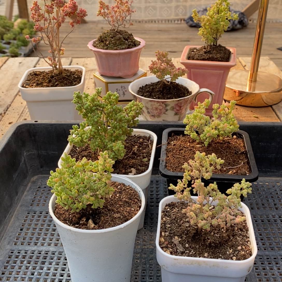 枝干番杏多肉植物290