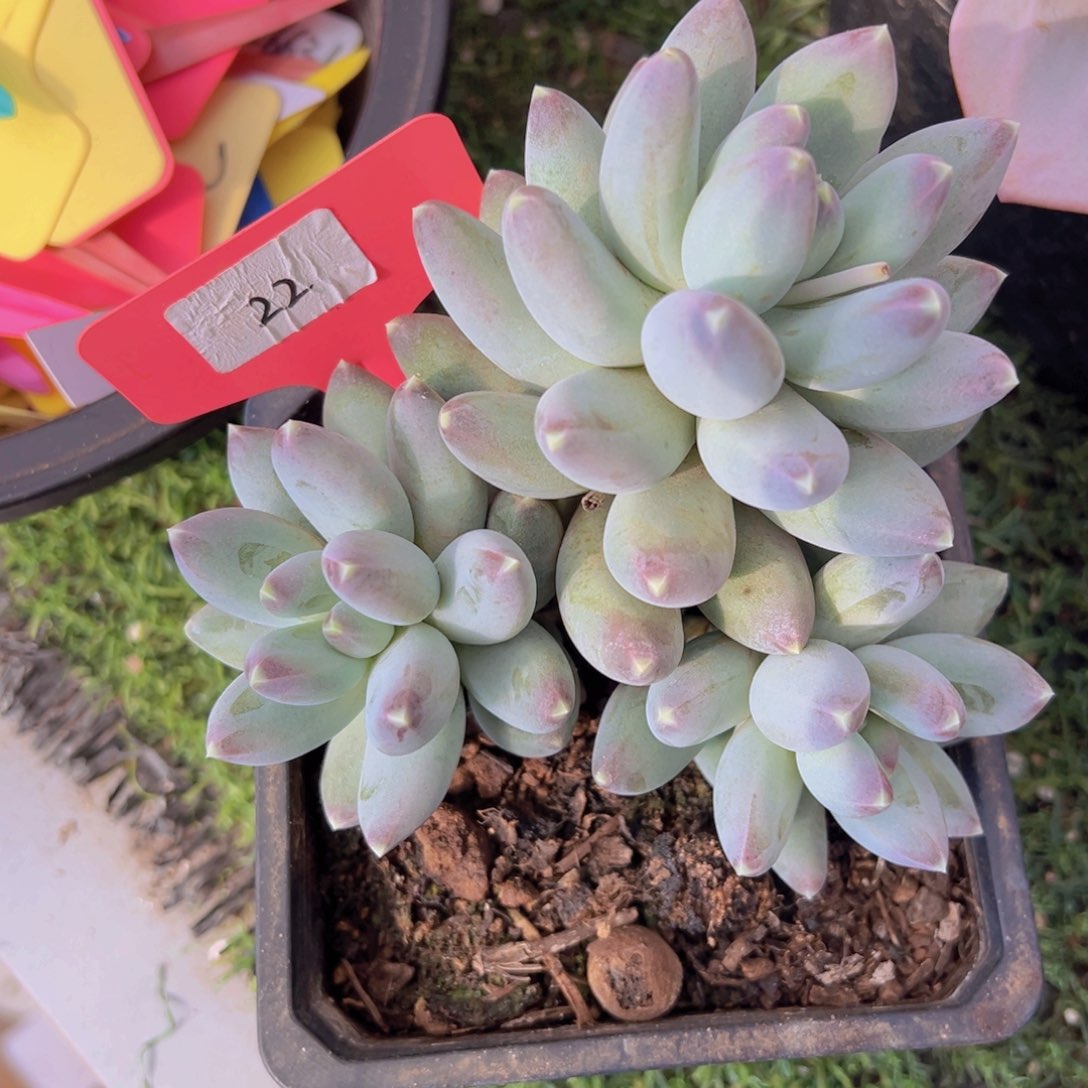 香玉的故事是一个人的故事吗